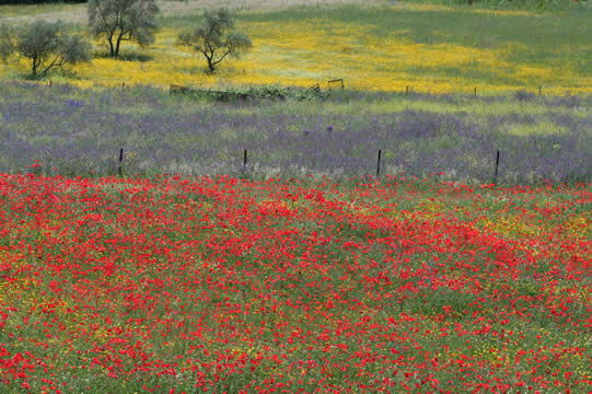 Wild flowers in Andalucia
