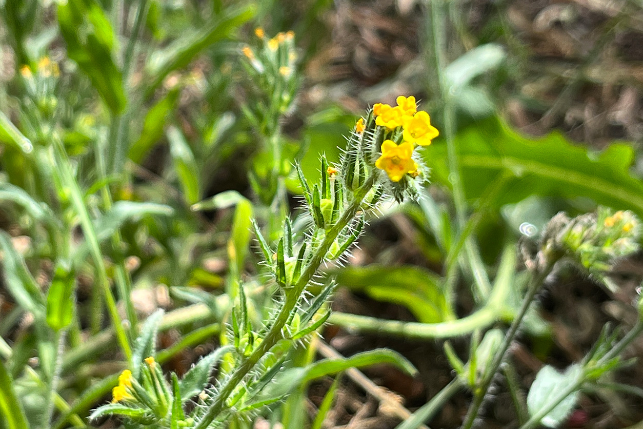 Menzies' Fiddleneck