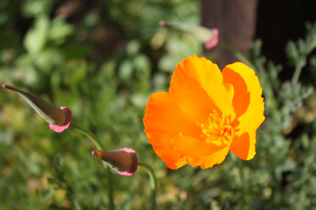 California Poppy