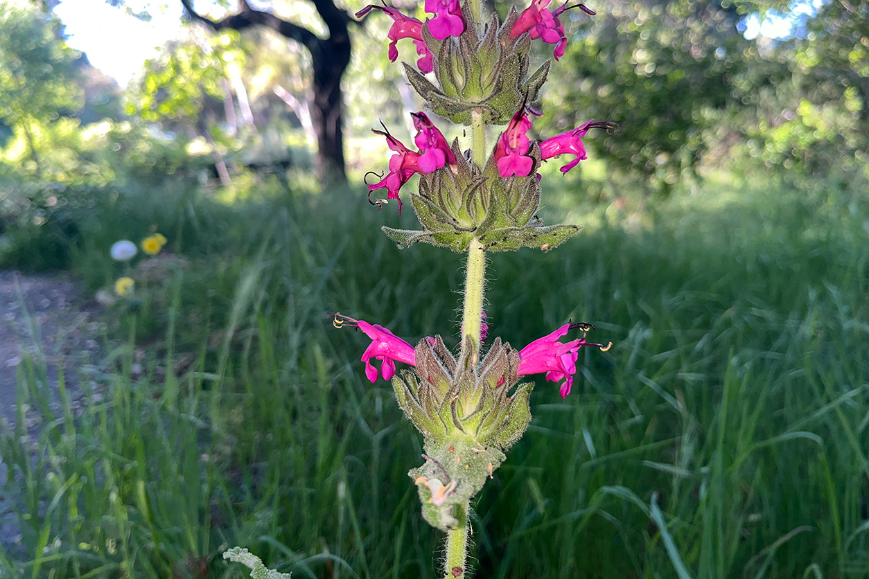 Hummingbird Sage