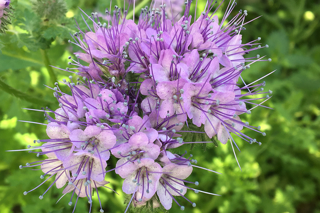 Lacy Phacelia