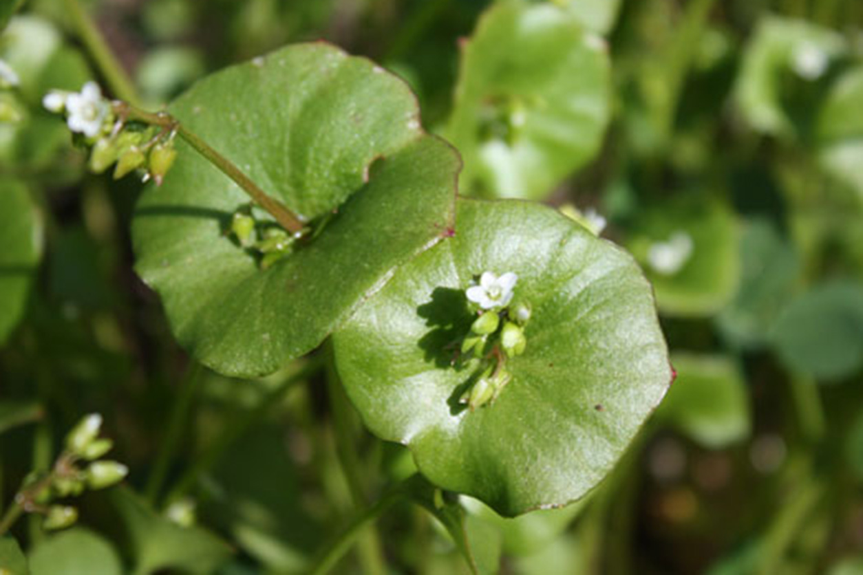 Miner's Lettuce