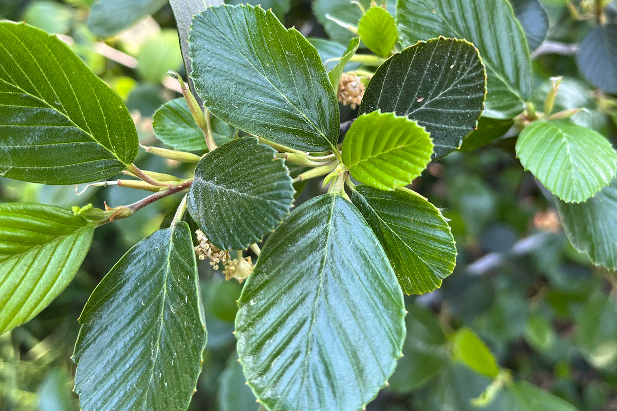 Mountain Mahogany