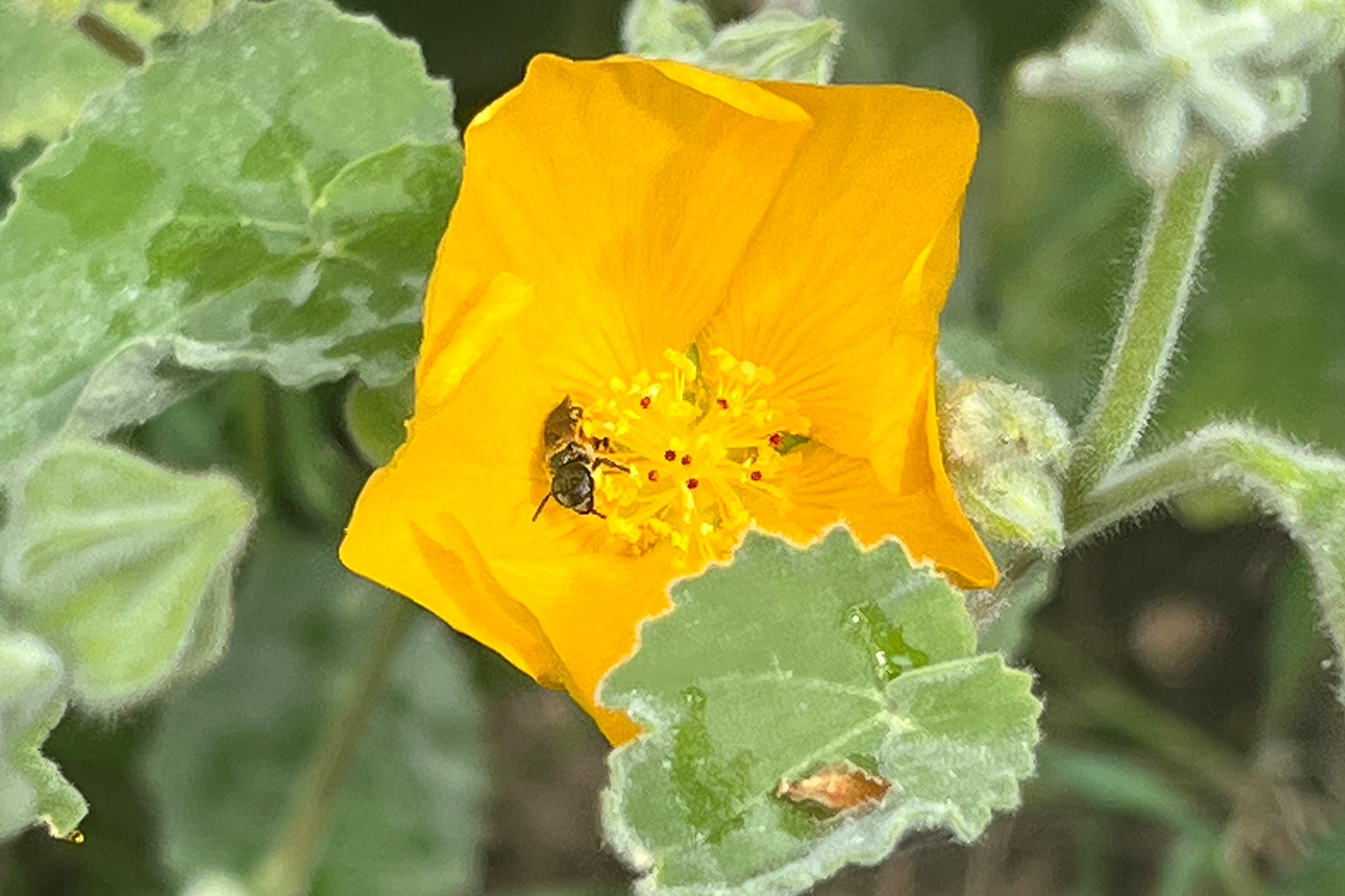 Palmer's Indian Mallow