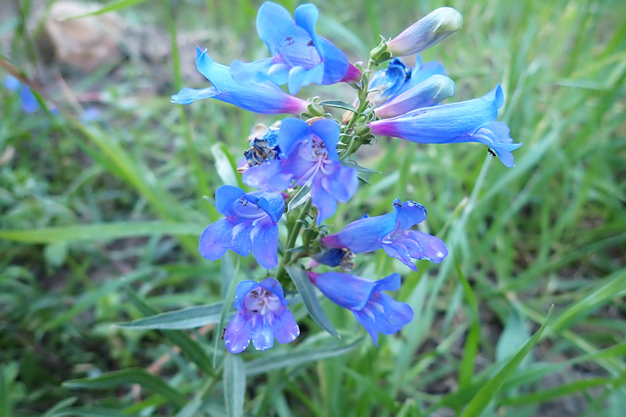 Penstemon 'Blue Springs'