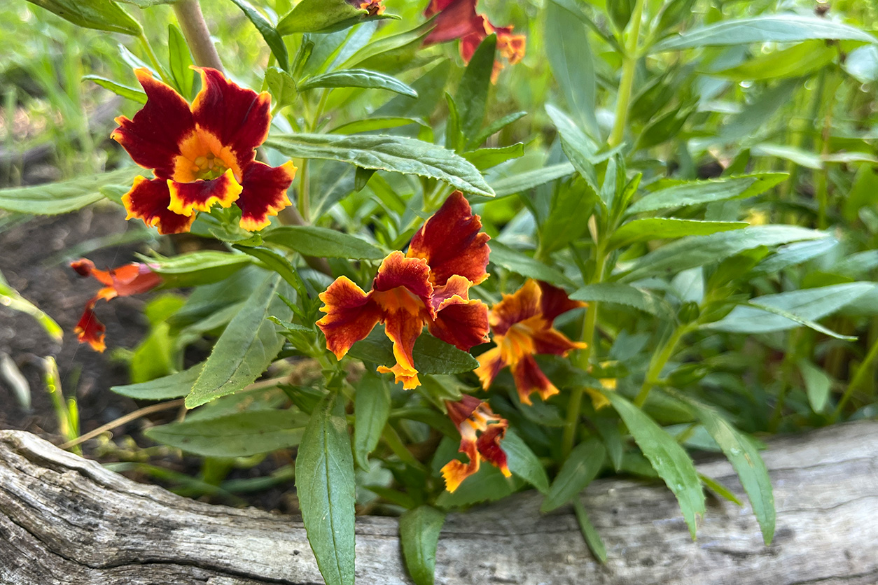 Red bush monkey flower