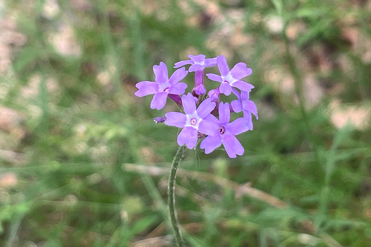 De La Mina Verbena