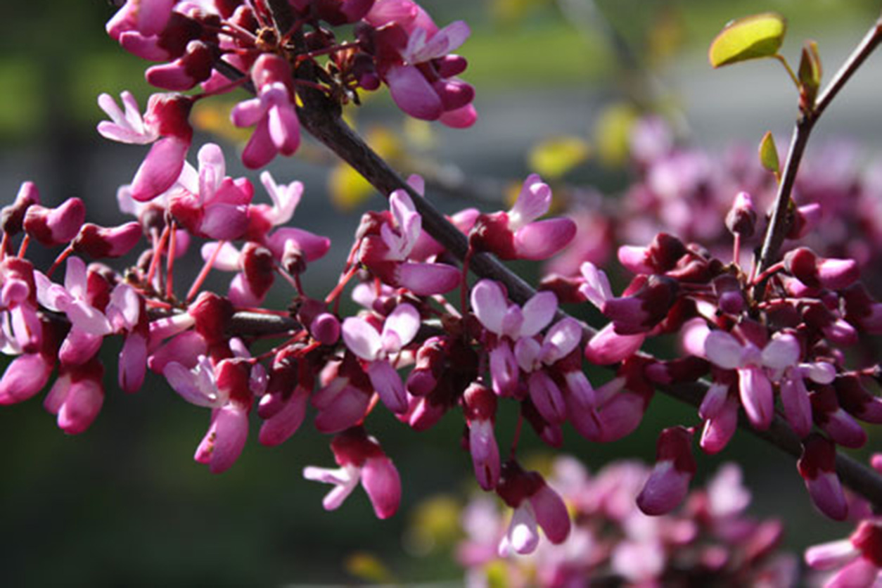 Western Redbud