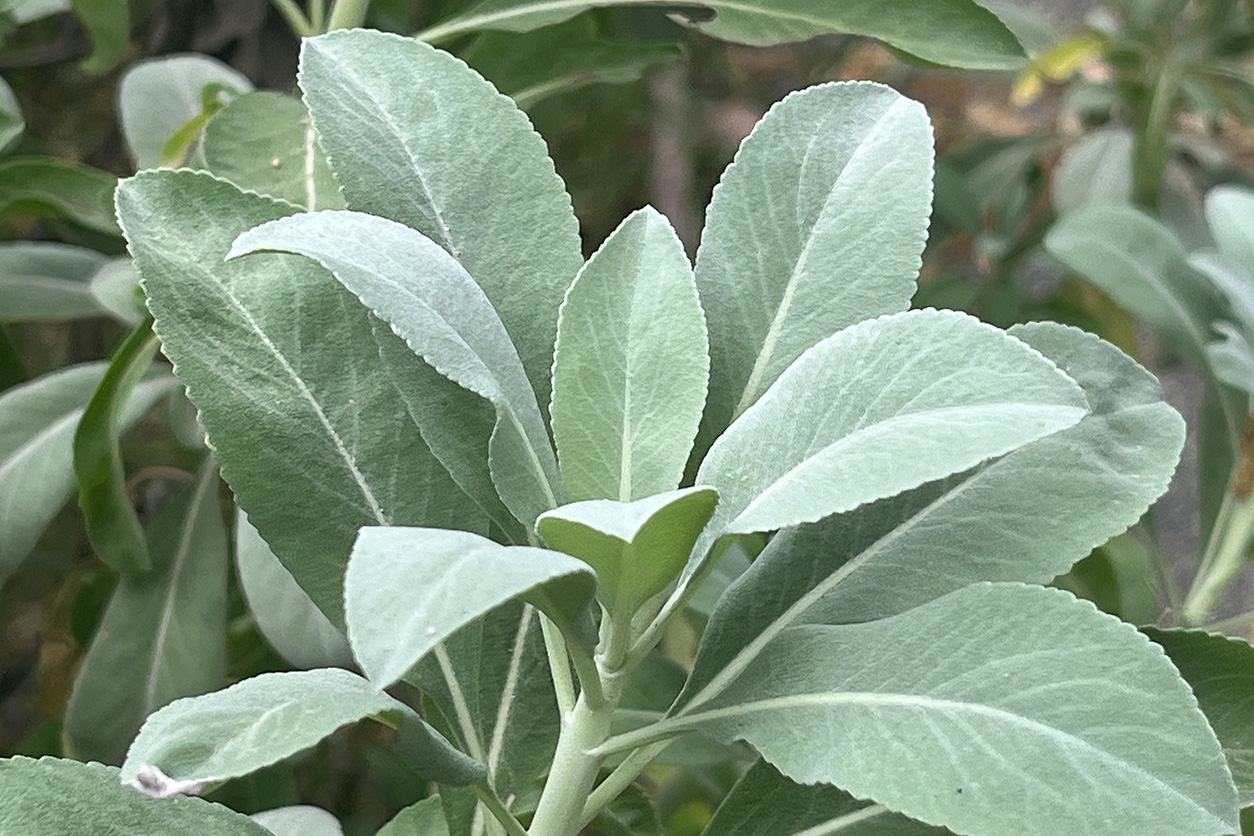 White Sage