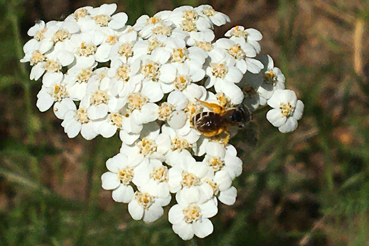 Yarrow