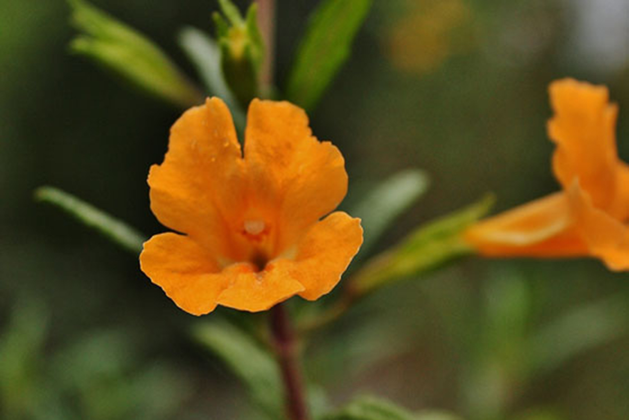 Yellow Bush Monkeyflower