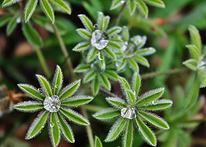 Lupin dewdrop