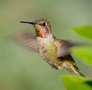 hummingbird